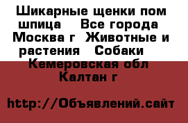 Шикарные щенки пом шпица  - Все города, Москва г. Животные и растения » Собаки   . Кемеровская обл.,Калтан г.